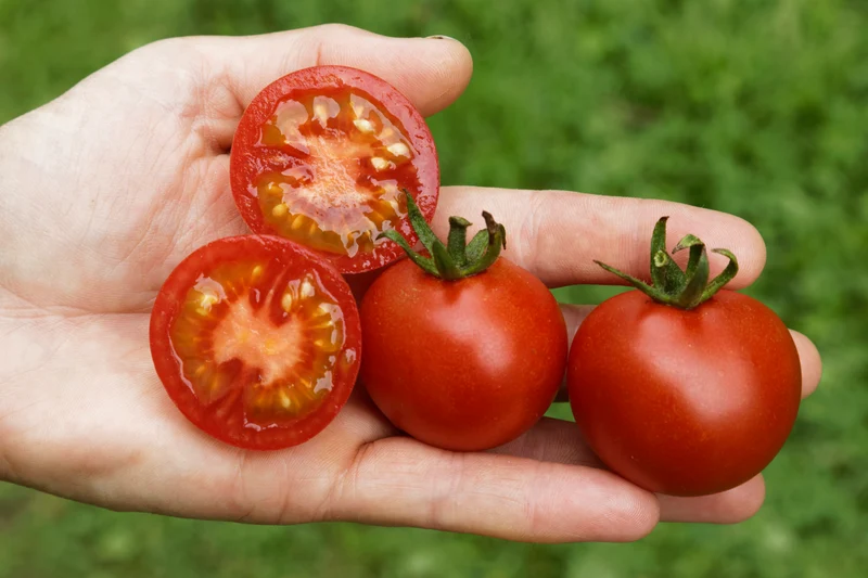 BIO Saatgut Freilandtomate Vivaroma open source