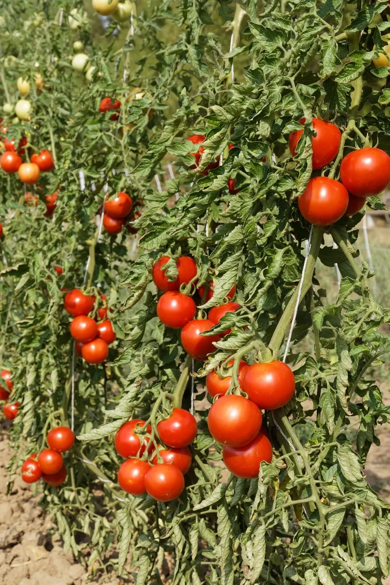 BIO Saatgut Freilandtomate Rondobella