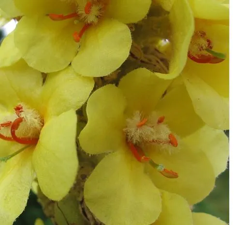 Königskerze (Verbascum densiflorum) – 1.000 Samen