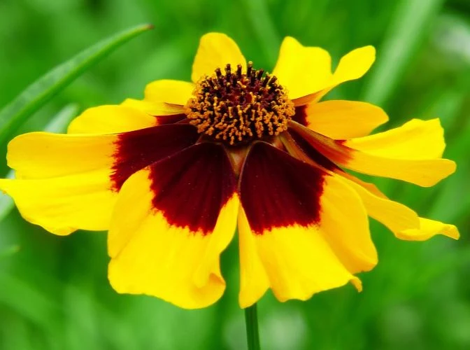 Goldgelbes Mädchenauge Coreopsis tinctoria - Zweifarbig