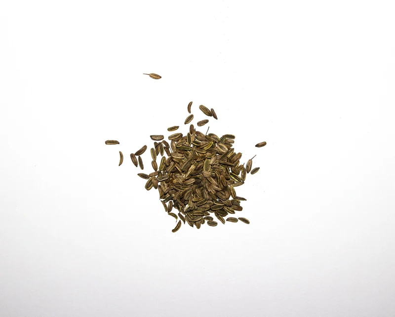 1000 Samen Echter Fenchel Foeniculum vulgare - Gewürzfenchel, Tee