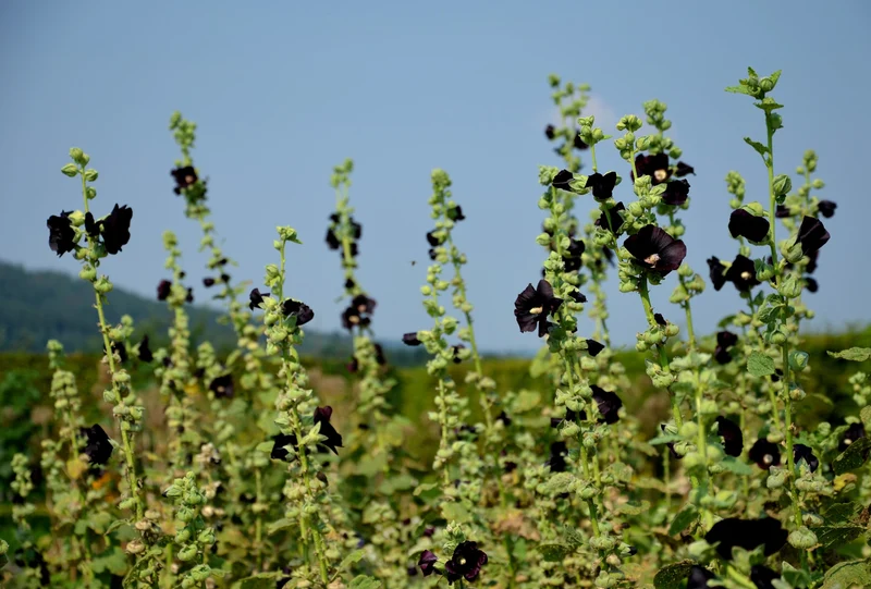Schwarze Stockrose ‘Nigra’ / Schwarze Malve – 400 Samen