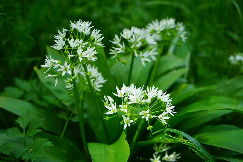 120 Samen Bärlauch Allium ursinum - Waldknoblauch mehrjährig winterhart