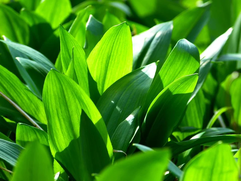 120 Samen Bärlauch Allium ursinum - Waldknoblauch mehrjährig winterhart