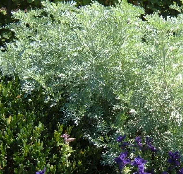 6000 Samen Artemisia absinthium - Echter Wermut Wermutkraut, winterhart
