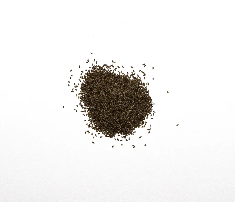 6000 Samen Artemisia absinthium - Echter Wermut Wermutkraut, winterhart