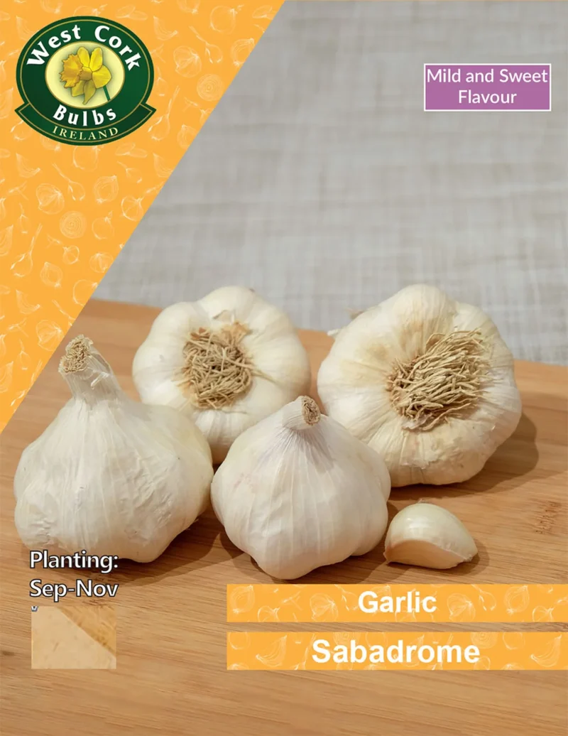 Garlic Bulbs: Sabadrome