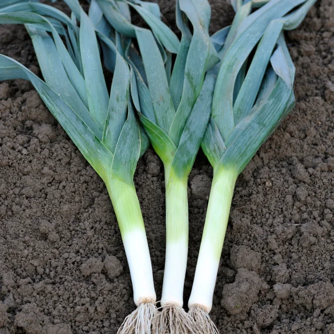 Leek: Hilari Organic Seed