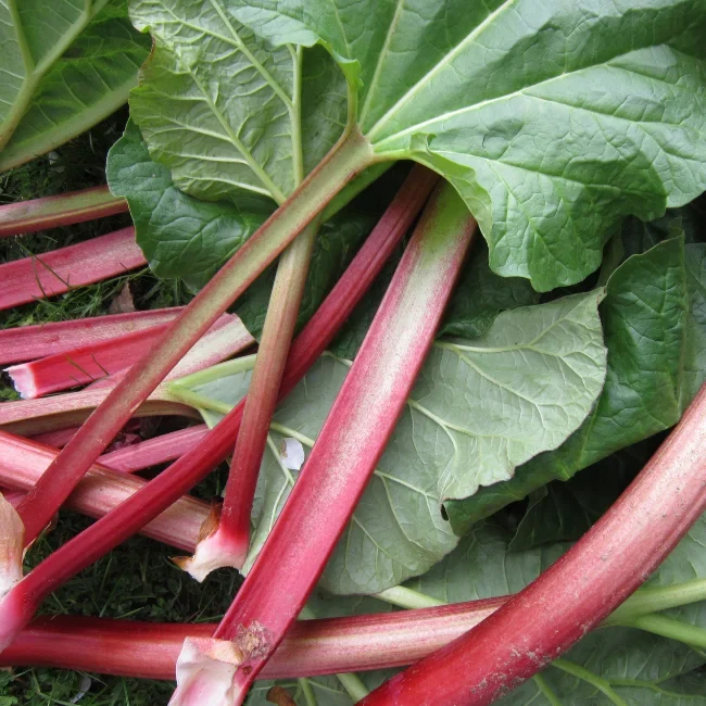 Rhubarb: Victoria Organic Seed