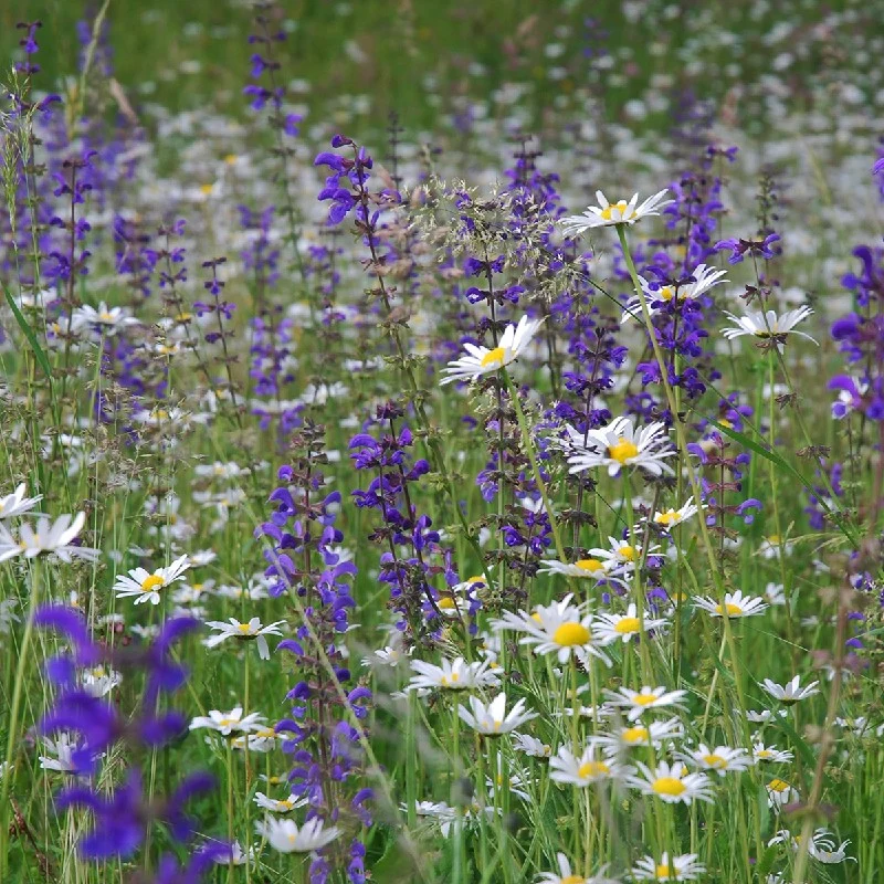 BIO Saatgut Mischung Wildblumenwiese