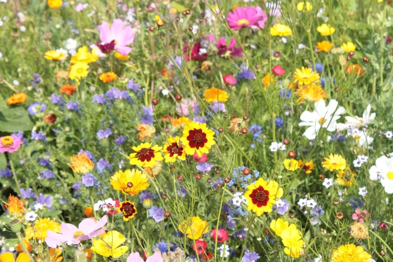 Wildblumenmischung "Blumenwiese", 50qm