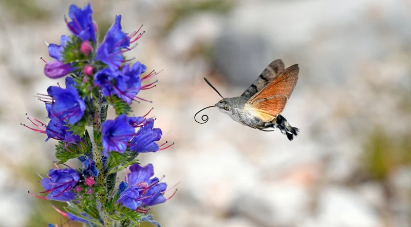 Blumensamenmischung "Blaublüter" Bienenparadies in Blau
