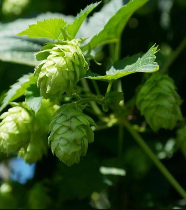 300 Samen Echter Hopfen Humulus lupulus - mehrjährig Fassadenbegrünung, essbar