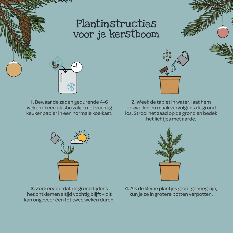Cadeau "Jouw Kerstboom 2030"