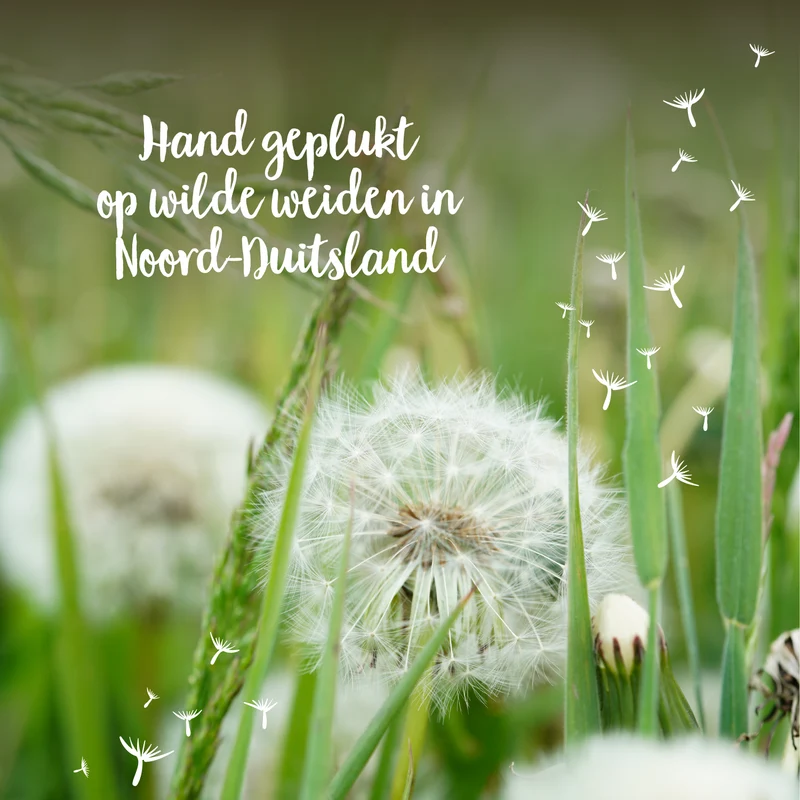 Klein wenspotje | Echt paardebloem-pluisje in glas