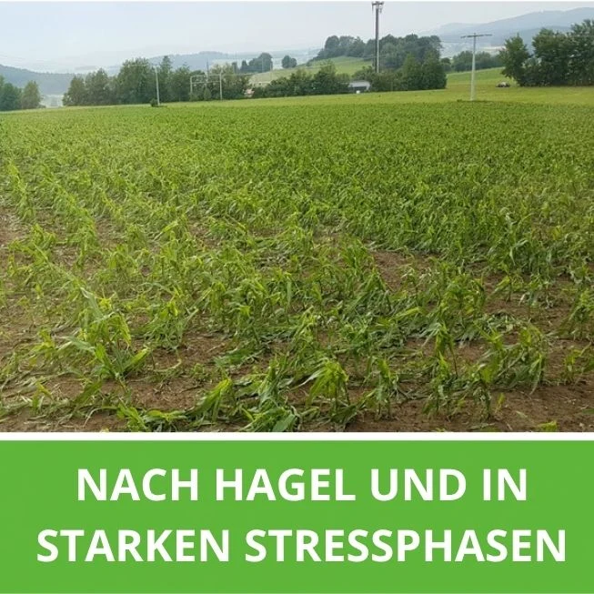 Blattimpuls ® · Pflanzenferment mit ausgesuchten regionalen Kräutern und ihrer eigenen Mikroflora für Blattspritzungen
