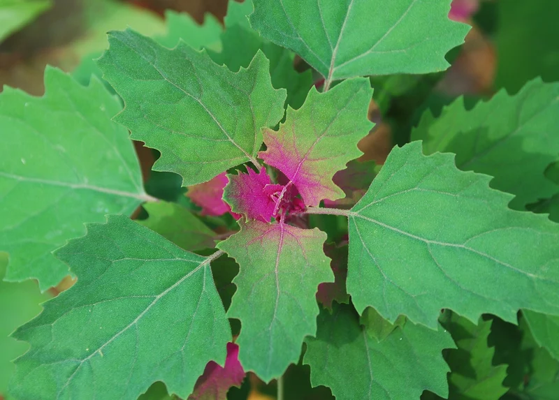 400 Samen Lila Baumspinat Chenopodium giganteum - Spinatbaum Rarität