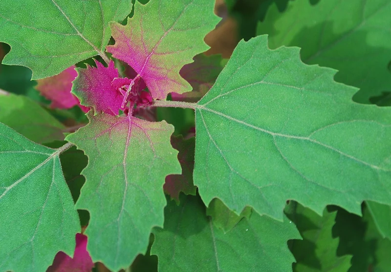 400 Samen Lila Baumspinat Chenopodium giganteum - Spinatbaum Rarität