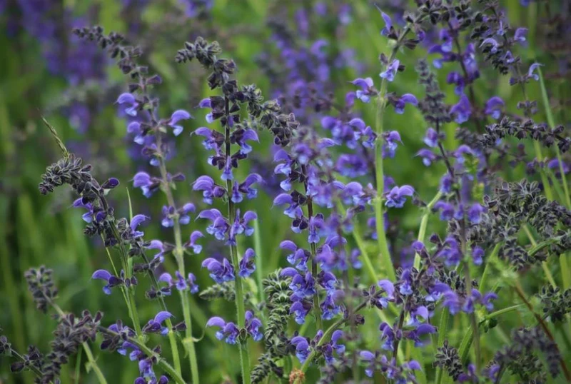 500 Samen Wiesen-Salbei Salvia pratensis