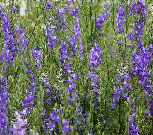 400 Samen Acker-Rittersporn Consolida regalis - Rittersporn Wildform