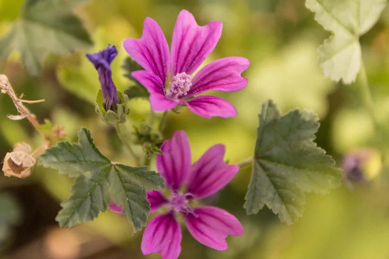 500 Samen Wilde Malve Malva sylvestris - winterhart