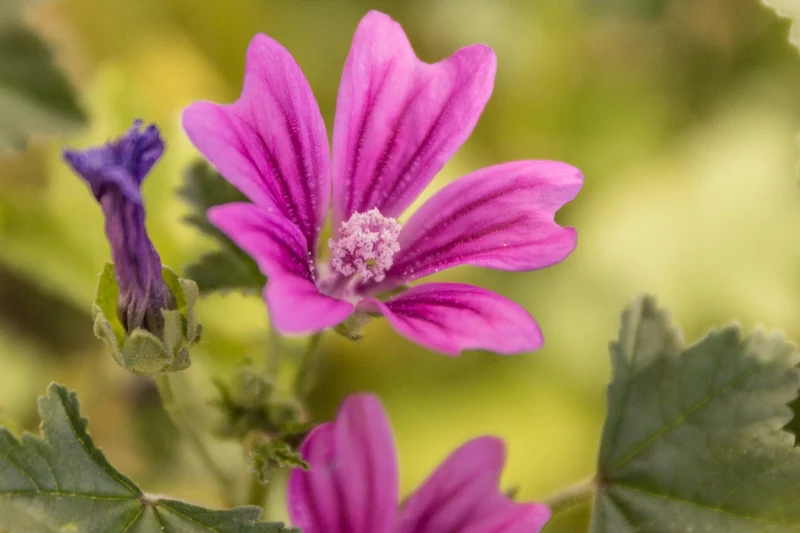 500 Samen Wilde Malve Malva sylvestris - winterhart