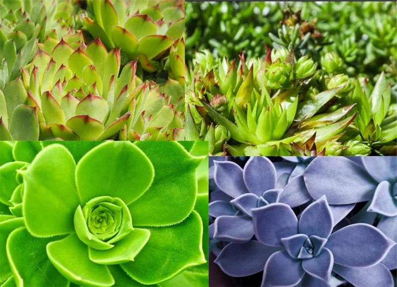 1000 Samen Hauswurz Sempervivum hybridum Dachwurz Mischung