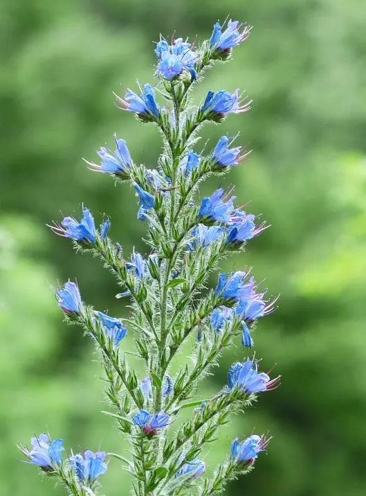 Blauer Natternkopf Samen Echium vulgare ab 500 Samen