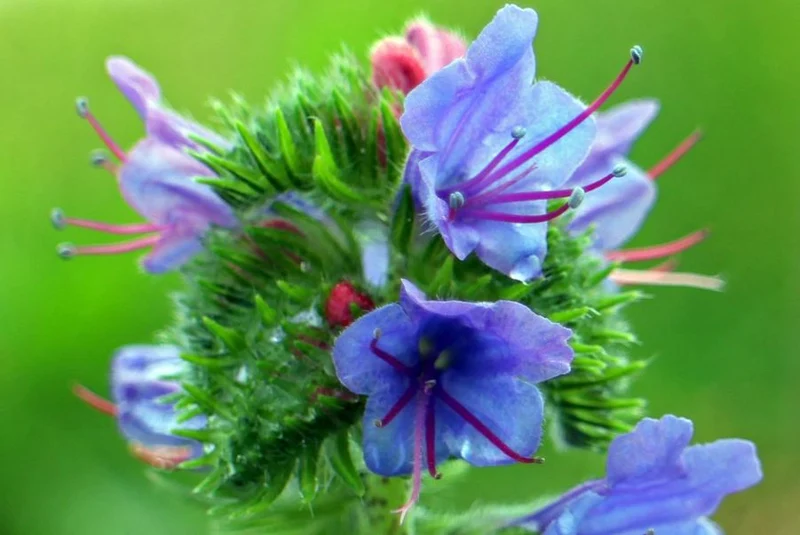 Blauer Natternkopf Samen Echium vulgare ab 500 Samen