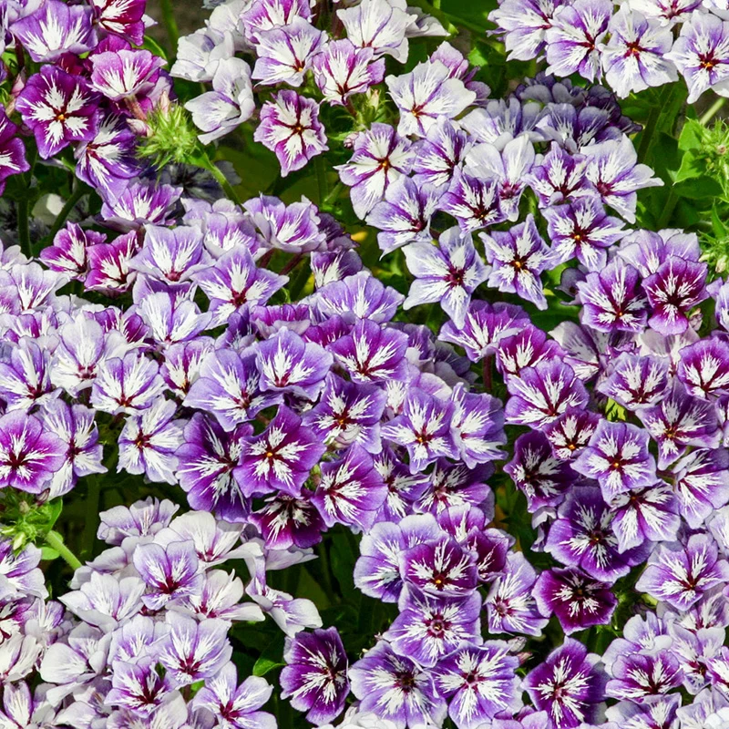 Sommerphlox - Sugar Stars