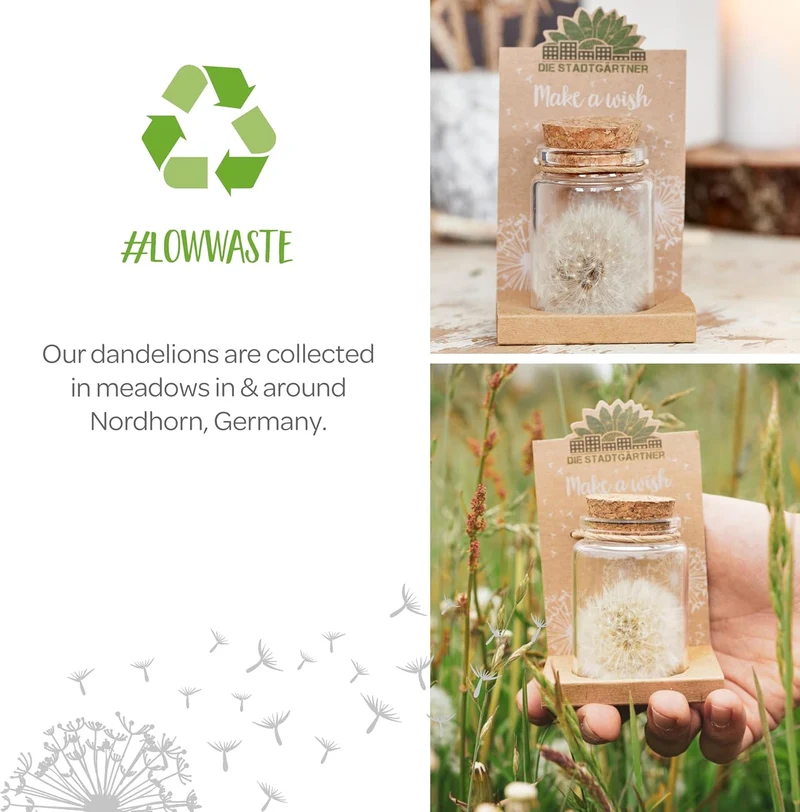 Make-A-Wish - Real Dandelion