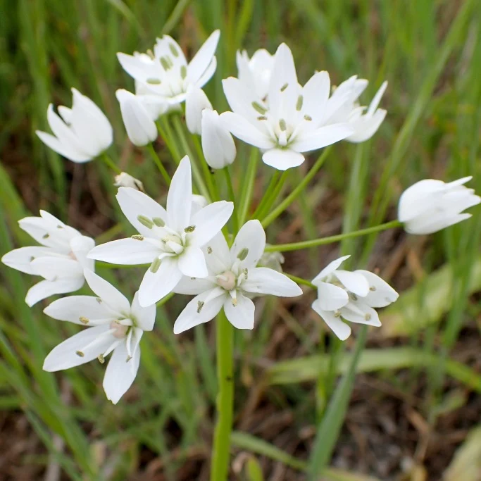 Zierlauch "Allium Neapolitanum" (A9057-15) "Bio"