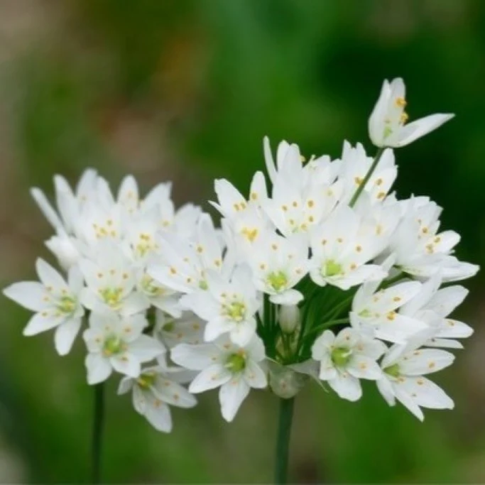 Zierlauch "Allium Cowanii" (A9036) "Bio"