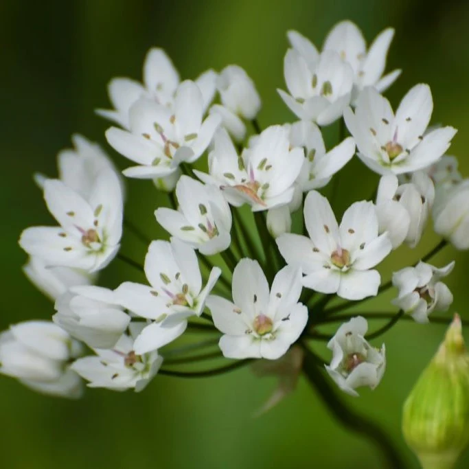 Zierlauch "Allium Cowanii" (A9036) "Bio"