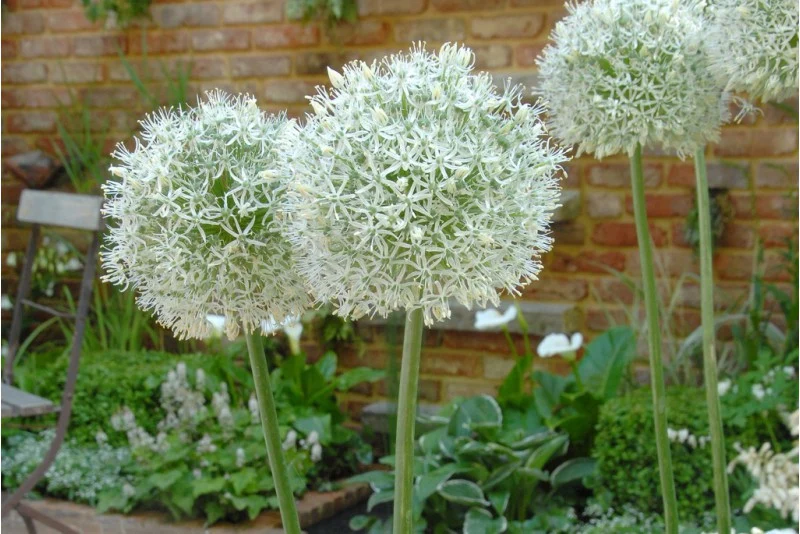 Riesenzierlauch "Allium Mount Everest" (A9046-15) "Bio"