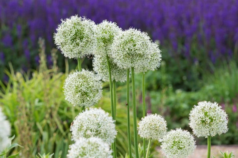 Riesenzierlauch "Allium Mount Everest" (A9046-15) "Bio"