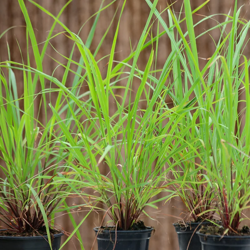 Zitronengras - Lemon Grass