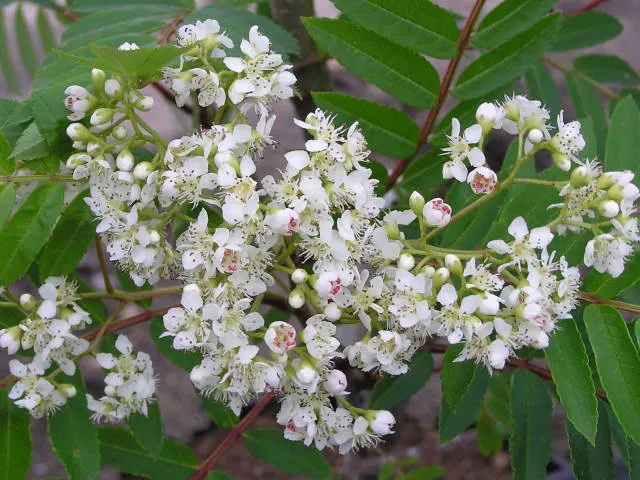 Essbare Eberesche "Rosina" (Sorbus aucuparia)