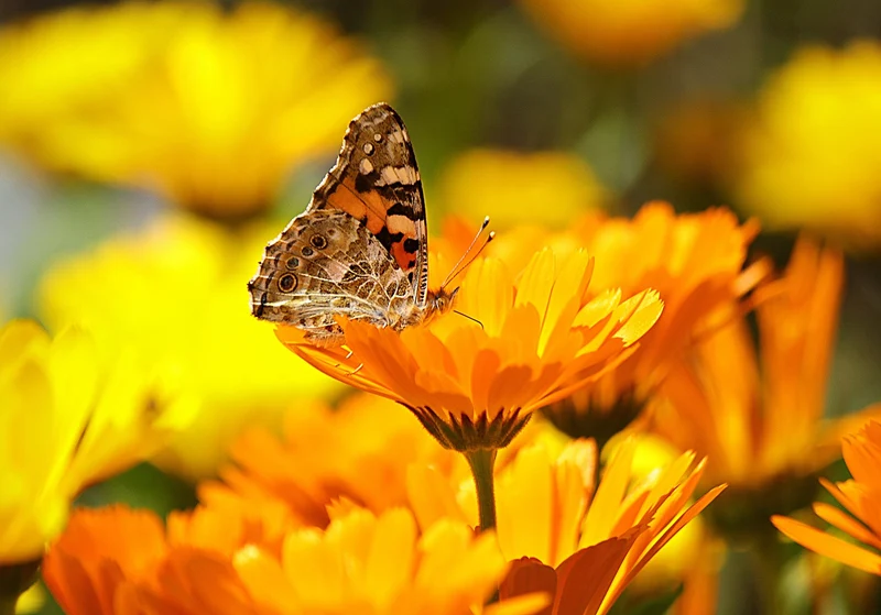 Ringelblume (Calendula officinalis)
