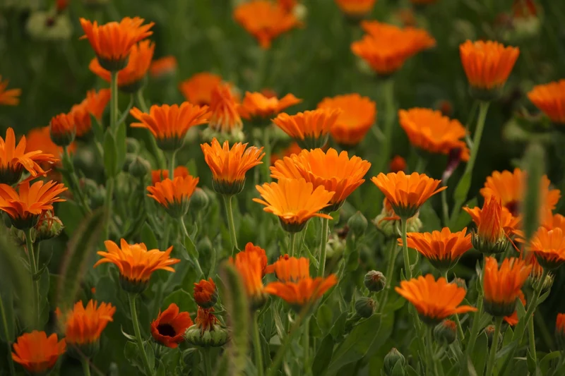 Ringelblume (Calendula officinalis)