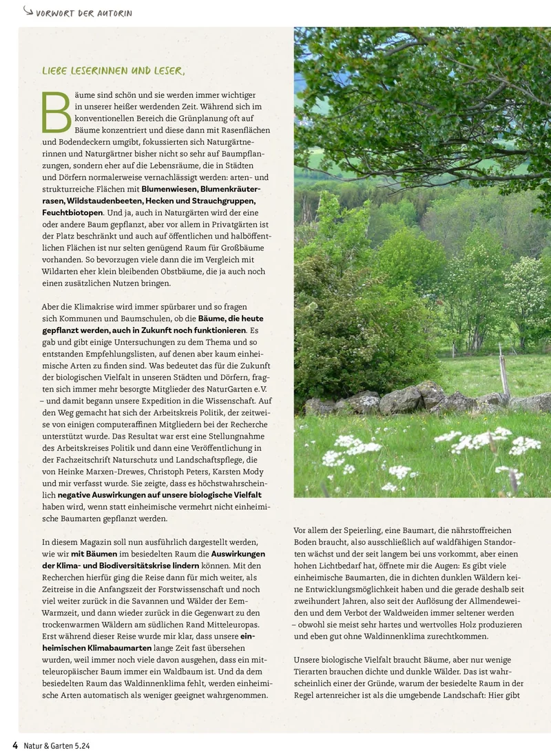 Stadtbäume - Biodiversität und Klima