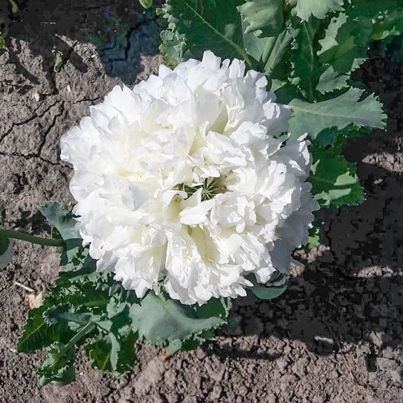 Mohn - White Cloud