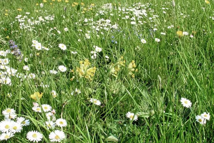 Blumen-Kräuter-Klimarasen (100g)