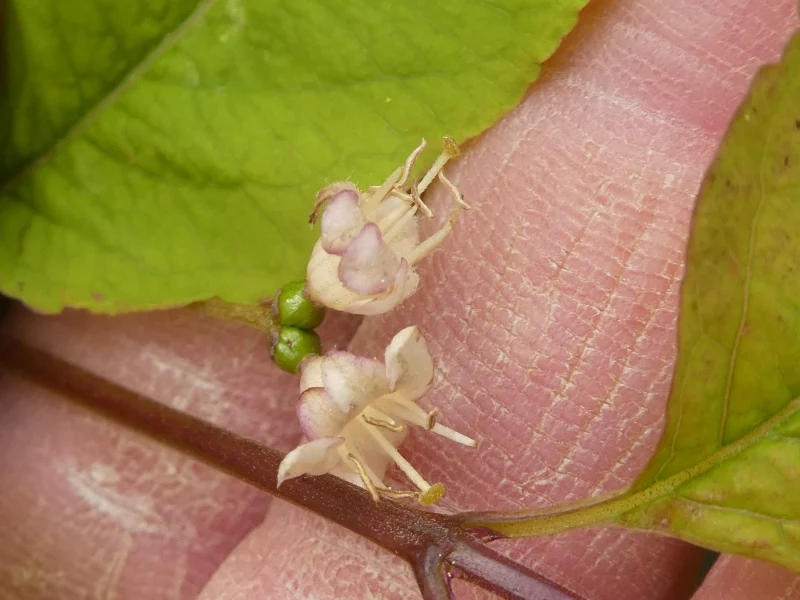 Schwarze Heckenkirsche (Lonicera nigra)
