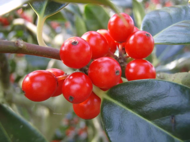Stechpalme "J. C. van Tol" (Ilex aquifolium)