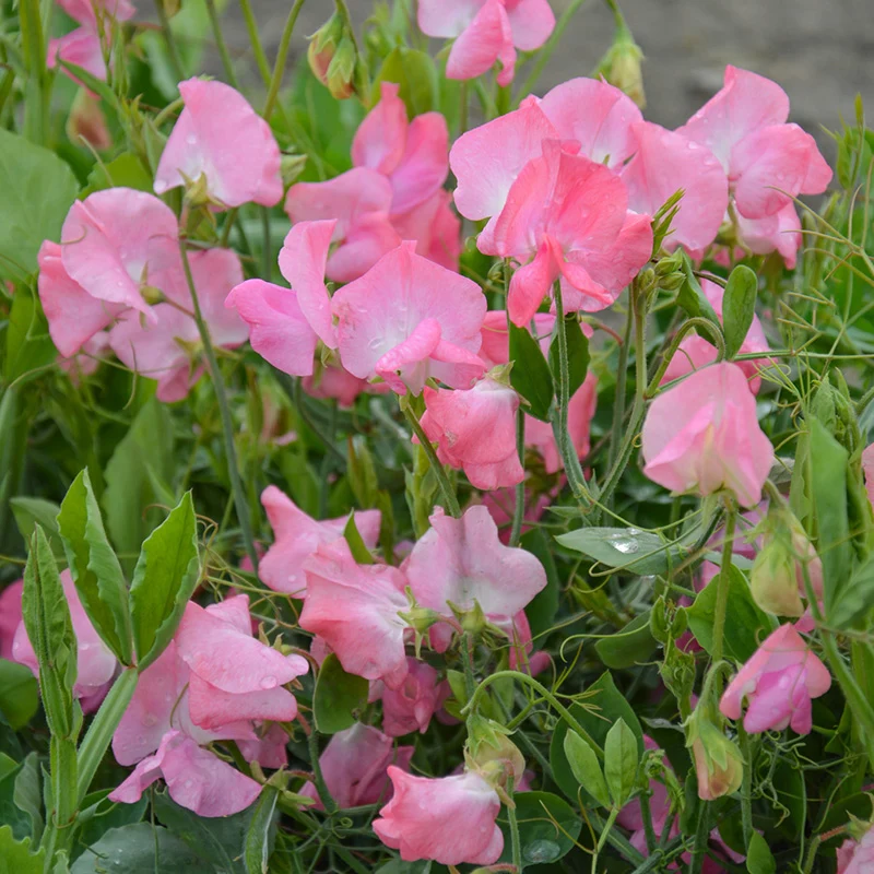 Duftwicke - Spencer Mrs. R Bolton Pink