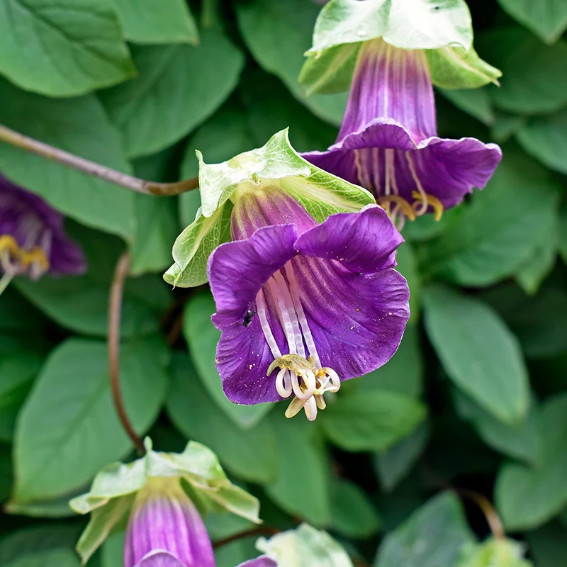 Glockenrebe - Cobaea Violet