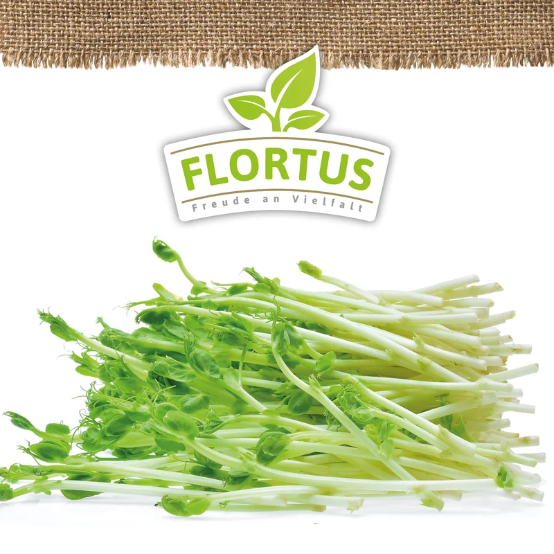 Keimsprossen Gruene Erbsen | BIO Keimsprossen von FLORTUS