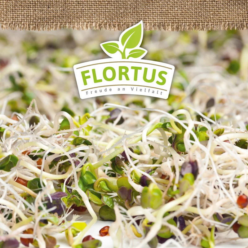Keimsprossen Gourmet-Mischung (Quinoa, Linsen und Rettich) | BIO Keimsprossen von FLORTUS