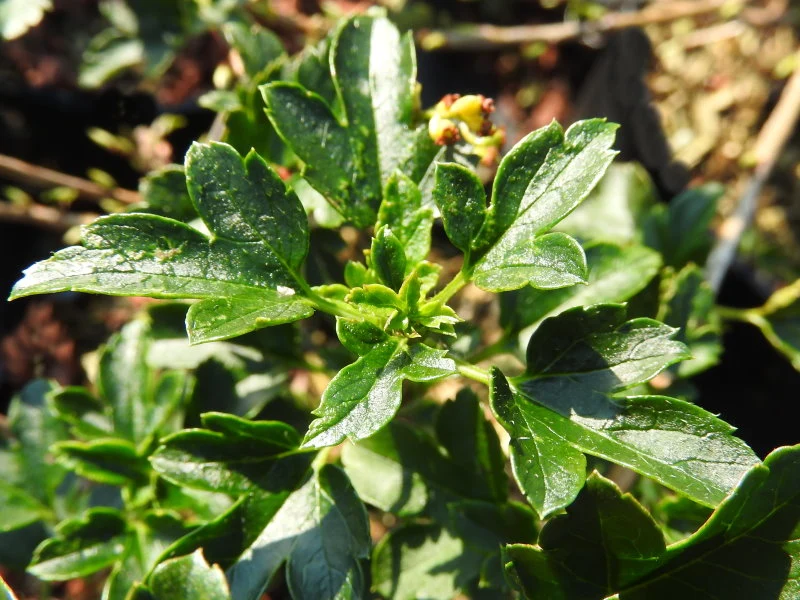 Zwerg-Alpenjohannisbeere (Ribes alpinum Pumilum)